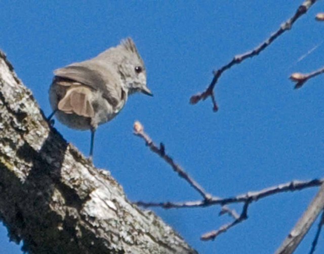 plain titmouse