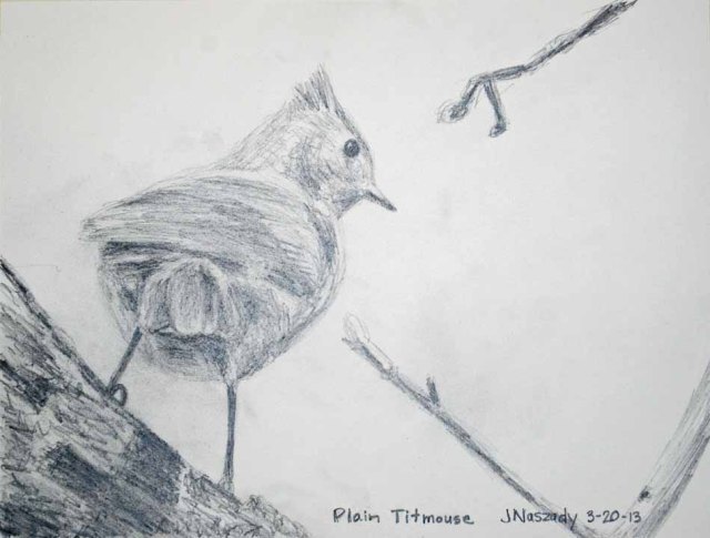 plain titmouse