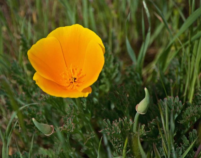 Sonoma County poppy 2