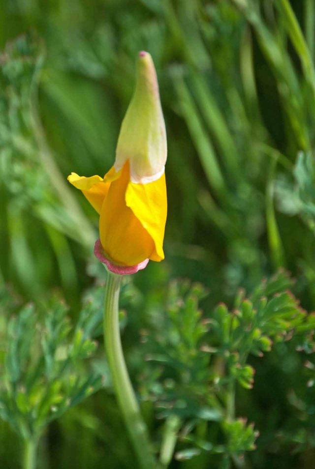 Sonoma County poppy 3