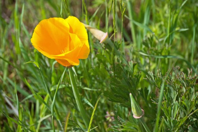 Sonoma County poppy 4