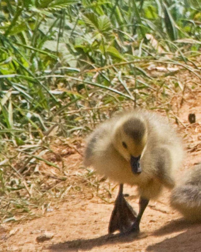late april gosling 2