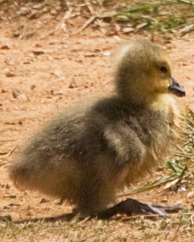 late april gosling