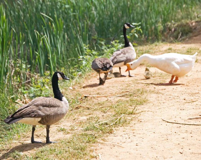 late april goslings with adults