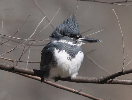 Belted Kingfisher