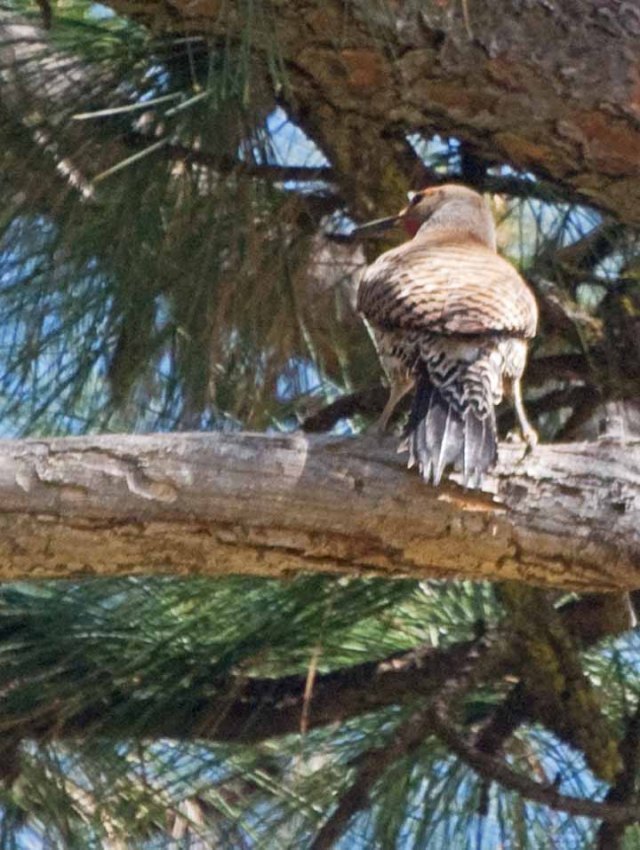 flicker in pine