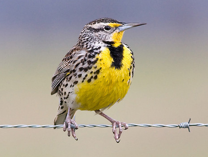 Weatern Meadowlark