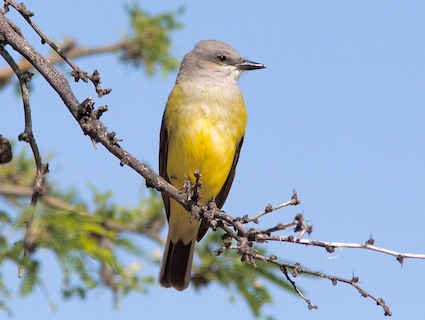 Western Kingbird