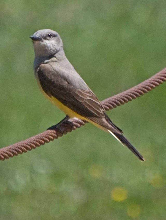 Kingbird 1