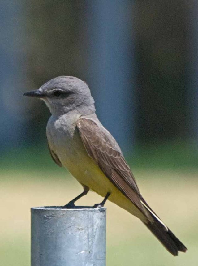 Kingbird 3