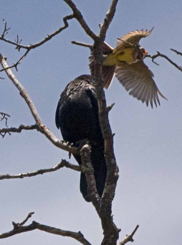 Kingbird aand Raven 1