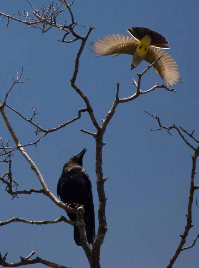 Kingbird and Raven 2