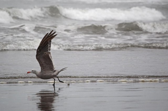 gull at Mad River Beach light adjusted