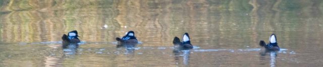 buffleheads