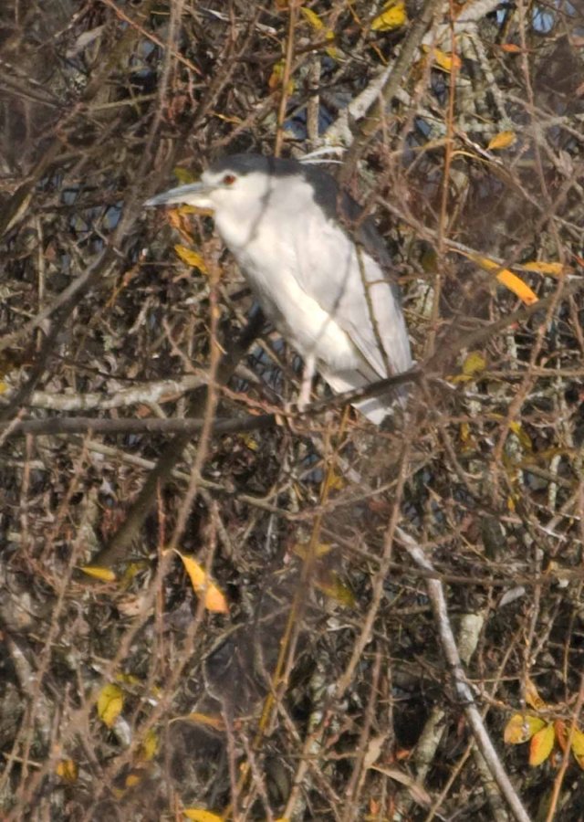 Black-crowned Night Heron
