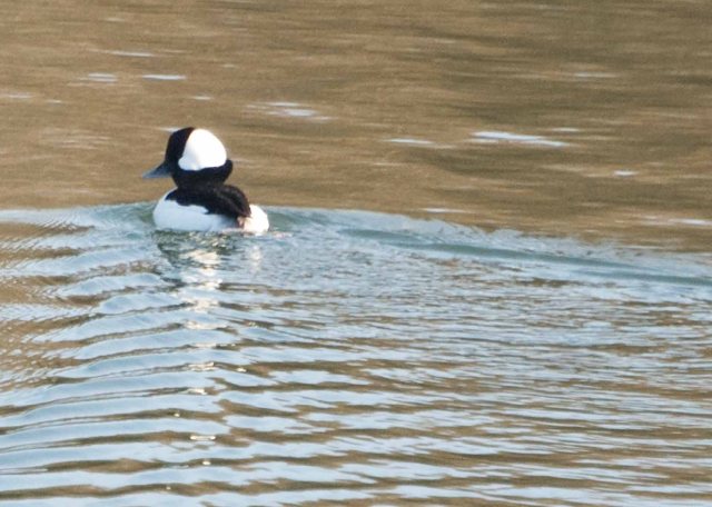Bufflehead on Mad River