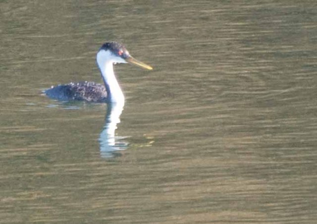 Grebe on Mad River