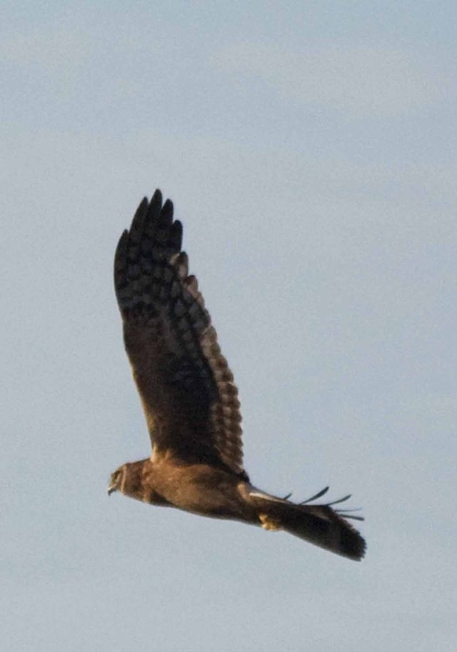 Hunting Northern Harrier