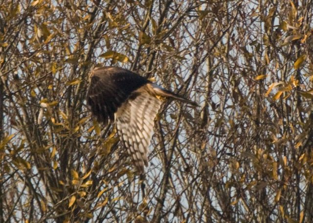 northern harrier 6