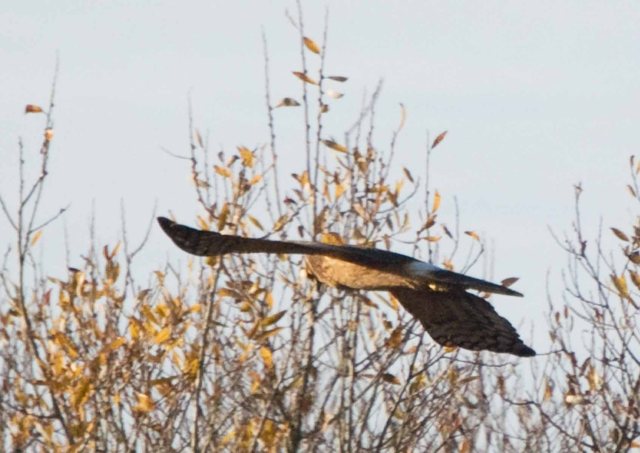 northern harrier 8