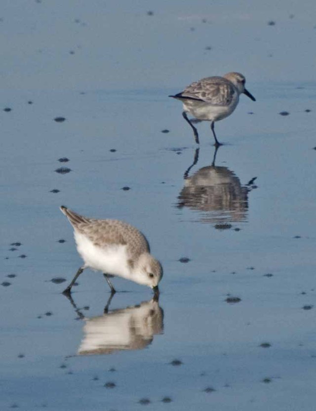 Sandpipers at Mad River Beach