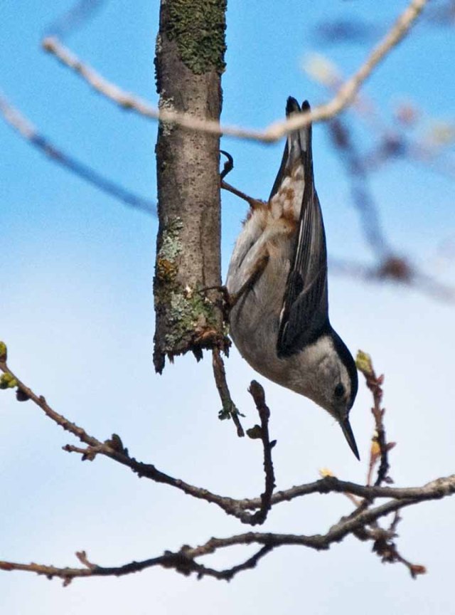 nuthatch 1