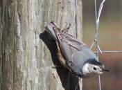 nuthatch 2