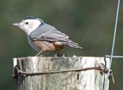 nuthatch 3