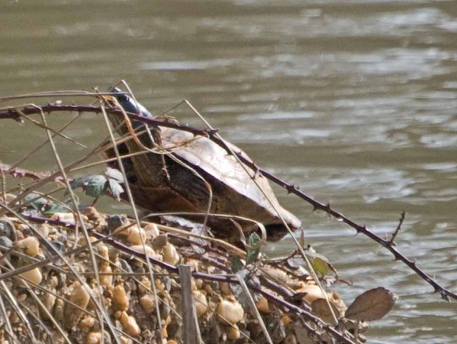 red-eared slider 2