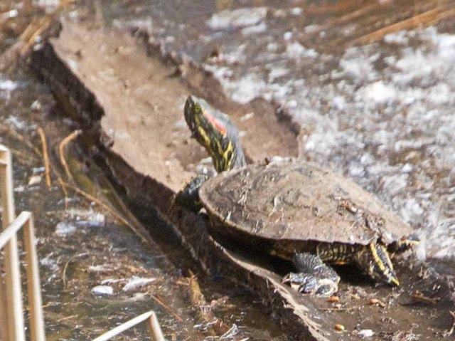 red-eared slider rear view