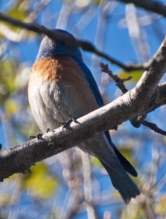 Western Bluebird