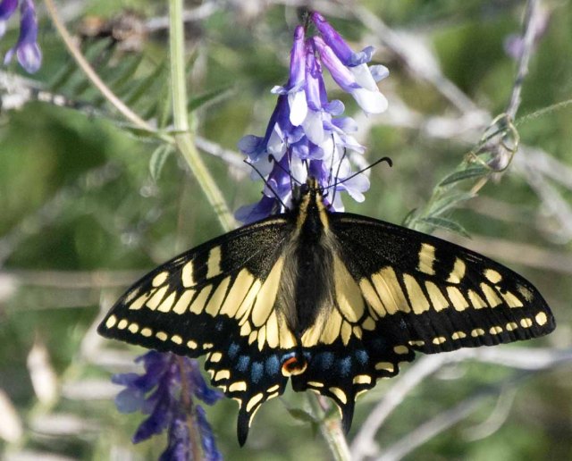 Anise Swallowtail on lupine