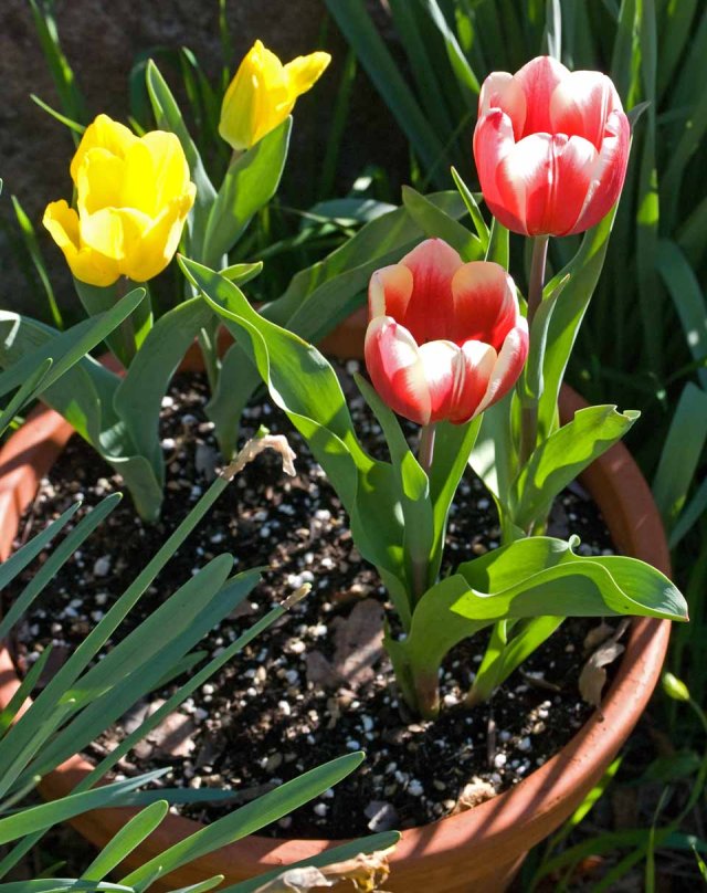 March tulips 1