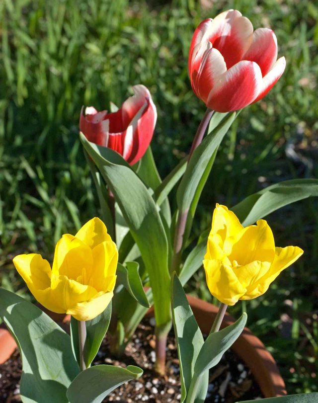 March tulips 2