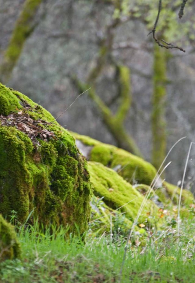 mossy oaks 4