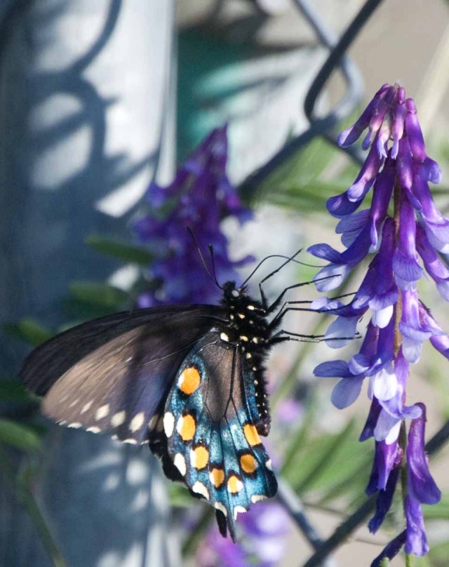 Pipevine Swallowtail on lupine