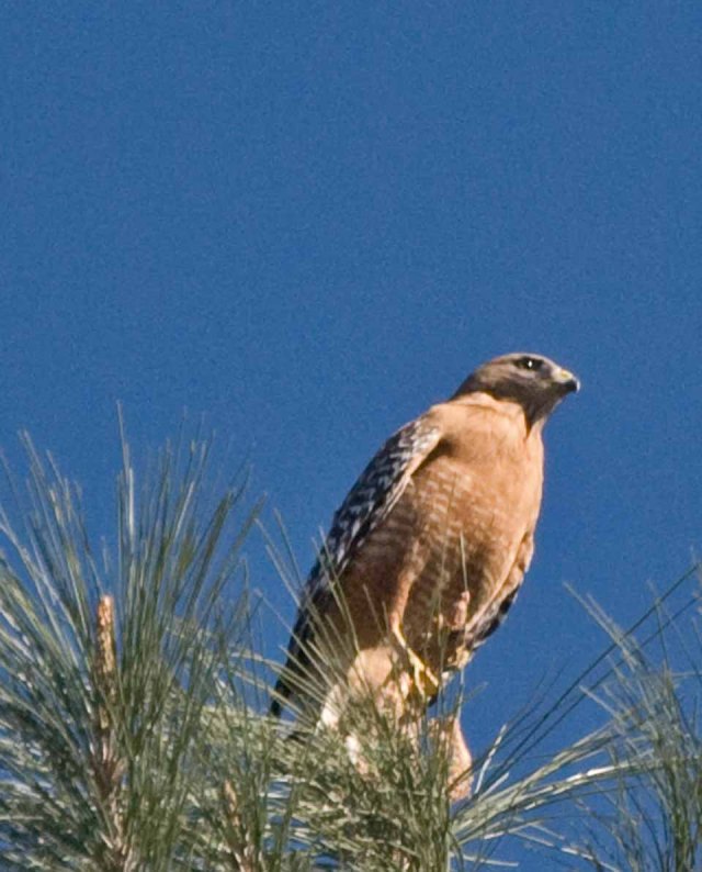 red-shouldered hawk perch 2