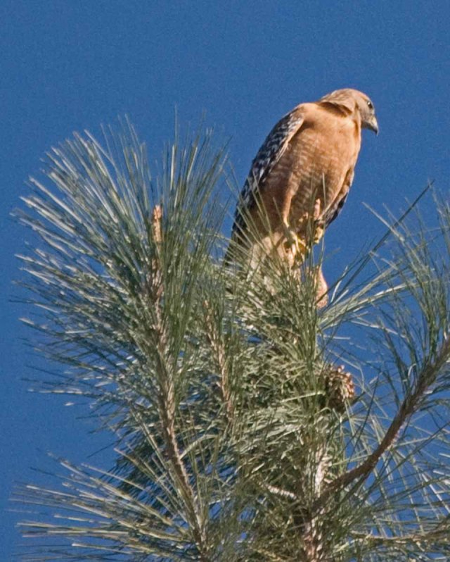 red-shouldered hawk perch1
