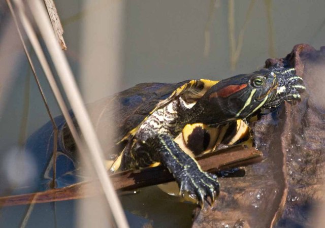 red-eared slider closeup one