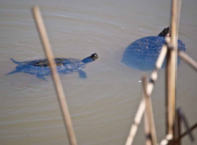 red-eared slider closeup three