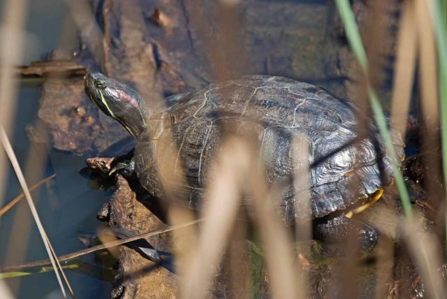 red-eared slider closeup two