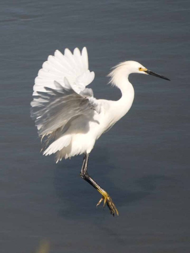 egret untouched