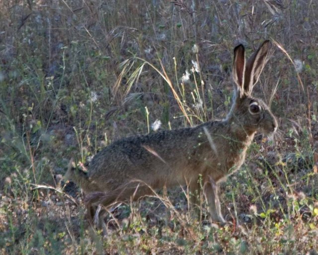 jackrabbit 1