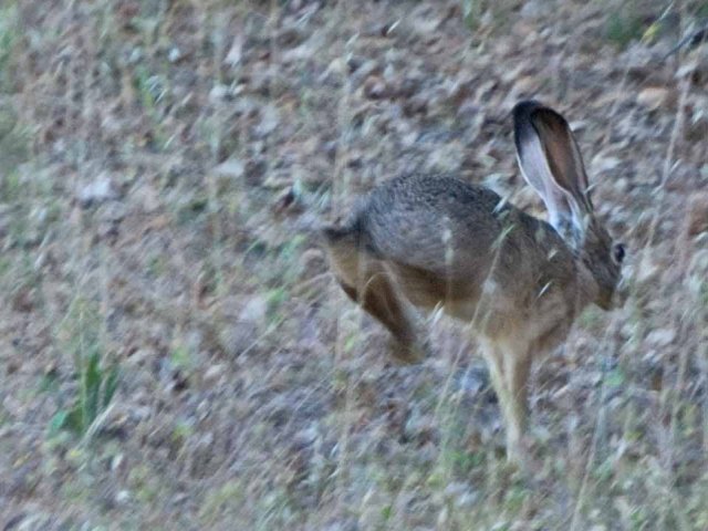 jackrabbit 2