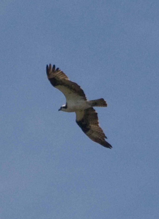 osprey at Arcata Marsh
