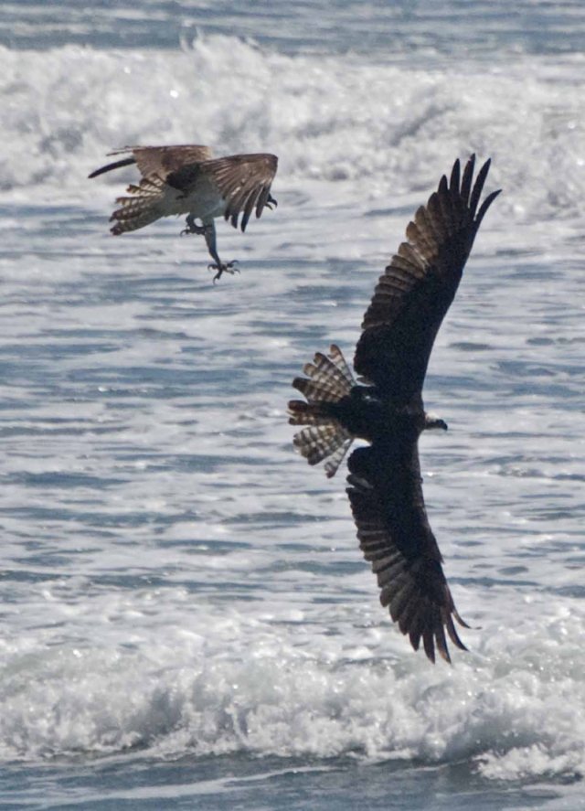 Osprey pair one diving