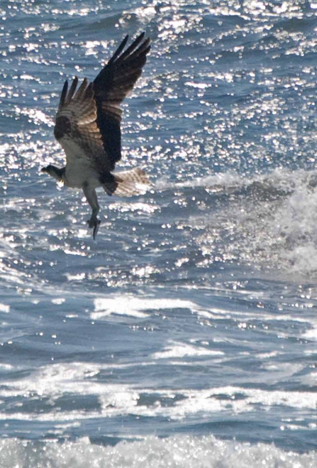 Osprey rising with fish